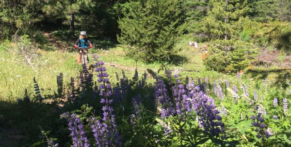 mt hood single track mt biking