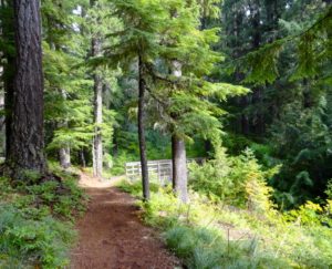 Timothy Lake mountain bike trails