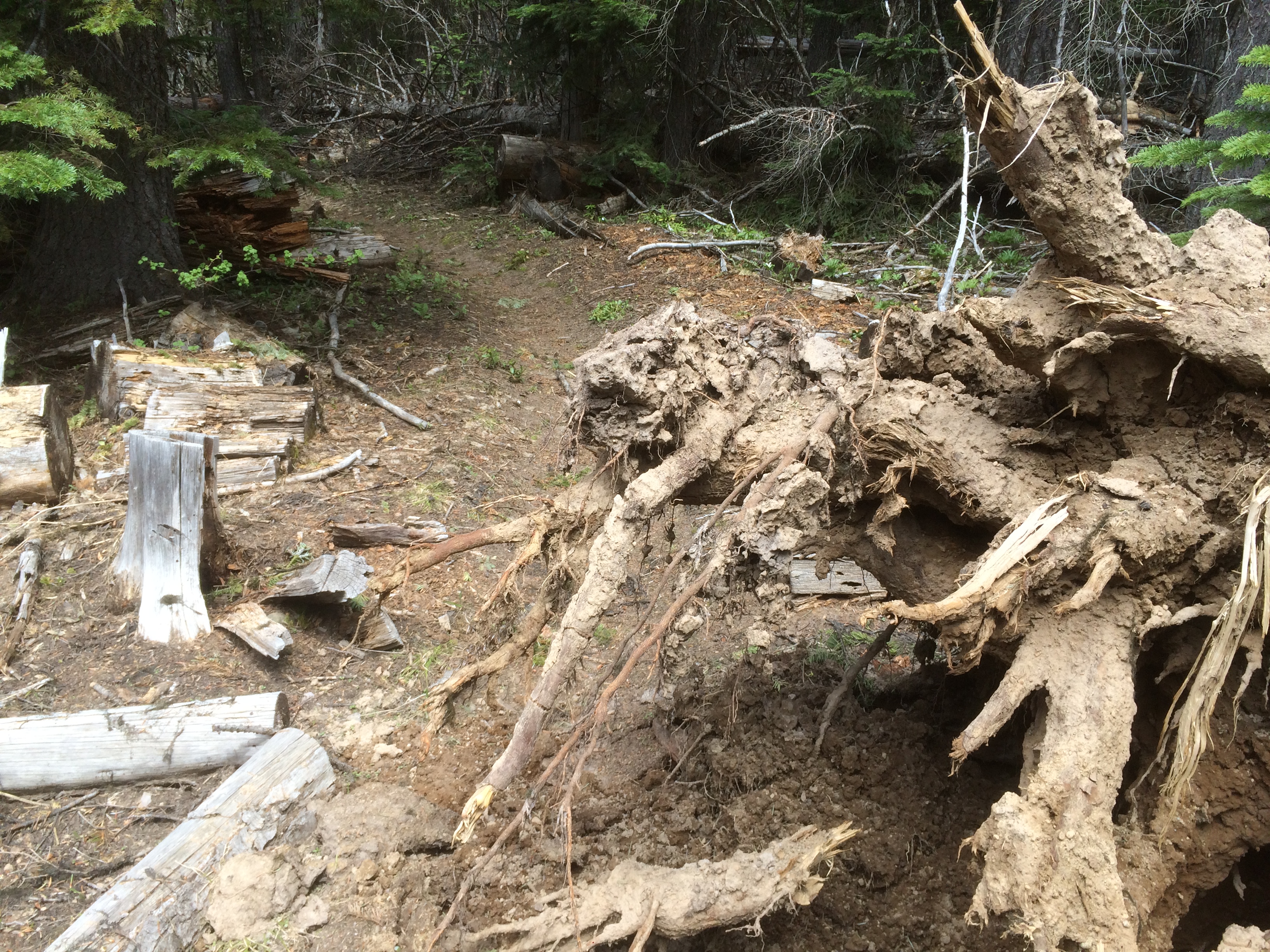 spring blowdown on Knebal Springs Trail 474