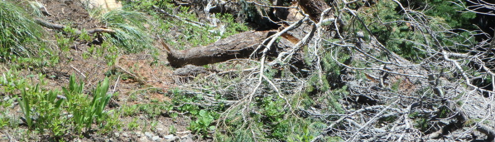 gunsight butte mountain bike trail